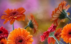 Desktop wallpaper. Flowers. ID:63068