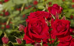 Desktop wallpaper. Flowers. ID:63082