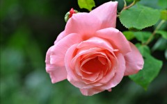 Desktop wallpaper. Flowers. ID:63088
