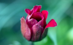 Desktop wallpaper. Flowers. ID:63132