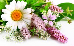 Desktop wallpaper. Flowers. ID:63137