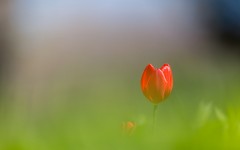 Desktop wallpaper. Flowers. ID:63180