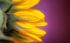 Desktop wallpaper. Flowers. ID:63234