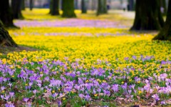 Desktop wallpaper. Flowers. ID:63240