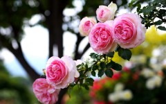 Desktop wallpaper. Flowers. ID:63257