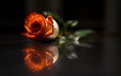 Desktop wallpaper. Flowers. ID:63258