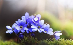 Desktop wallpaper. Flowers. ID:63307