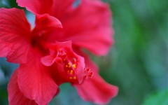 Desktop wallpaper. Flowers. ID:63316