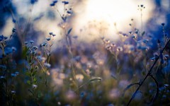Desktop wallpaper. Flowers. ID:63373