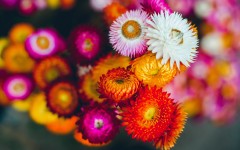 Desktop wallpaper. Flowers. ID:63543