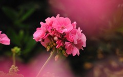 Desktop wallpaper. Flowers. ID:63585