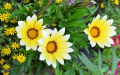 Desktop wallpaper. Flowers. ID:63596