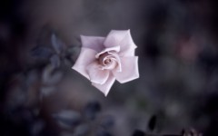 Desktop wallpaper. Flowers. ID:68383
