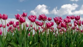 Desktop wallpaper. Flowers. ID:149507