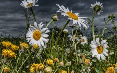 Desktop wallpaper. Flowers. ID:68386