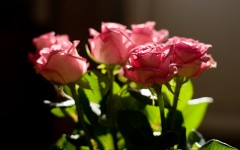 Desktop wallpaper. Flowers. ID:68390
