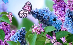 Desktop wallpaper. Flowers. ID:68391