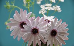 Desktop wallpaper. Flowers. ID:68392