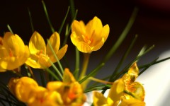 Desktop wallpaper. Flowers. ID:68640