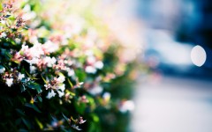 Desktop wallpaper. Flowers. ID:68396