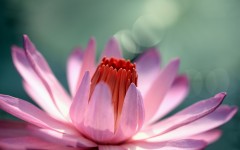 Desktop wallpaper. Flowers. ID:68397