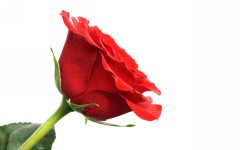 Desktop wallpaper. Flowers. ID:68398