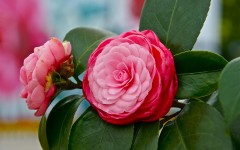 Desktop wallpaper. Flowers. ID:68404