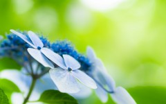 Desktop wallpaper. Flowers. ID:68406
