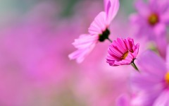 Desktop wallpaper. Flowers. ID:68411