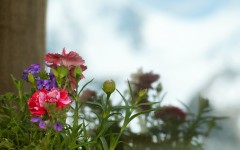 Desktop wallpaper. Flowers. ID:68422