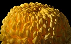 Desktop wallpaper. Flowers. ID:68427