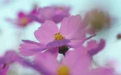 Desktop wallpaper. Flowers. ID:68436