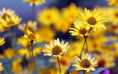 Desktop wallpaper. Flowers. ID:68438