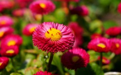Desktop wallpaper. Flowers. ID:68443