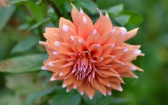 Desktop wallpaper. Flowers. ID:68444