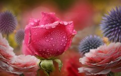 Desktop wallpaper. Flowers. ID:68449
