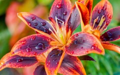 Desktop wallpaper. Flowers. ID:68450