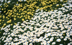 Desktop wallpaper. Flowers. ID:68452