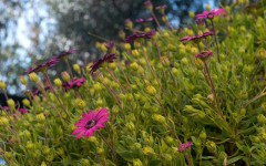 Desktop wallpaper. Flowers. ID:68460