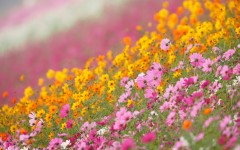 Desktop wallpaper. Flowers. ID:68461