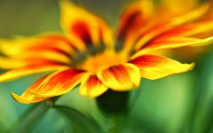 Desktop wallpaper. Flowers. ID:68462
