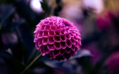 Desktop wallpaper. Flowers. ID:68464