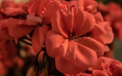 Desktop wallpaper. Flowers. ID:68465