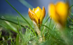 Desktop wallpaper. Flowers. ID:68467