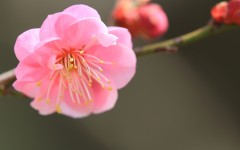 Desktop wallpaper. Flowers. ID:68468
