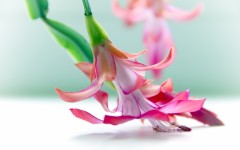 Desktop wallpaper. Flowers. ID:68469