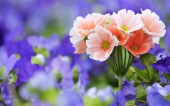 Desktop wallpaper. Flowers. ID:68479