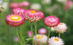 Desktop wallpaper. Flowers. ID:68481
