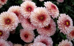 Desktop wallpaper. Flowers. ID:68482