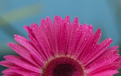 Desktop wallpaper. Flowers. ID:68484
